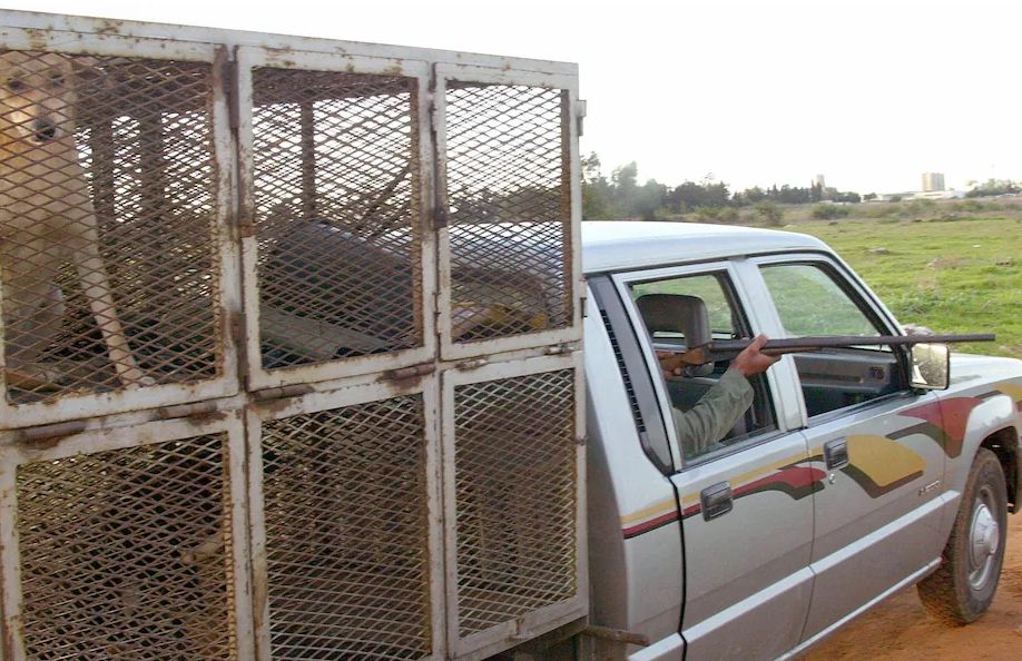 Telegraph: In preparation for the World Cup, Morocco’s large-scale killing of stray dogs has caused dissatisfaction from all walks of life